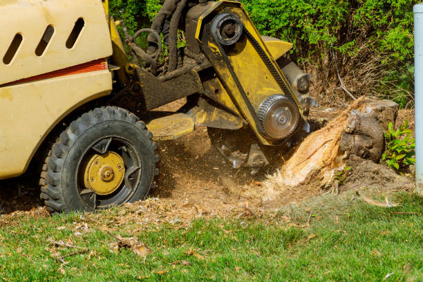 Best Lawn Dethatching  in USA